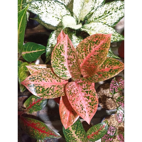 aglonema sturdust orange / tanaman hias aglaonema stardas orange koleksi lokal