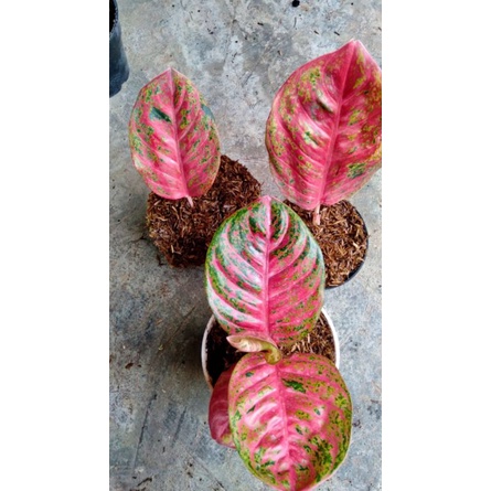 bunga aglonema baby wulandari