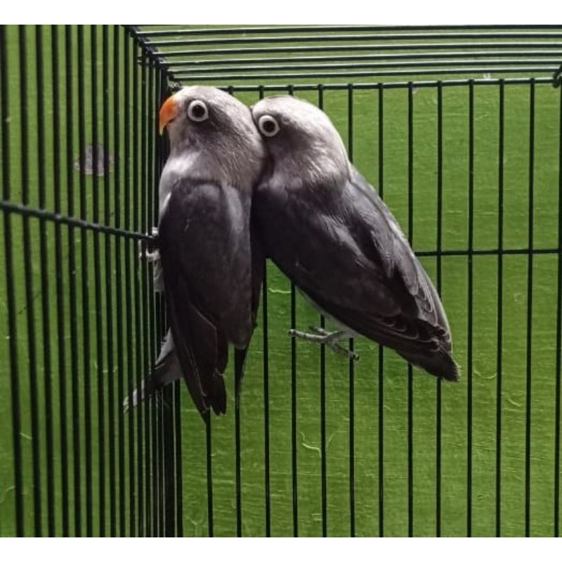 Burung love bird batman pasangan prospek