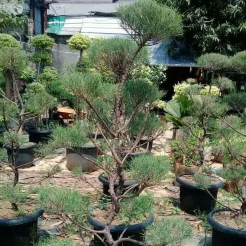 Tanaman Cemara Udang - Bibit Bonsai Cemara Udang