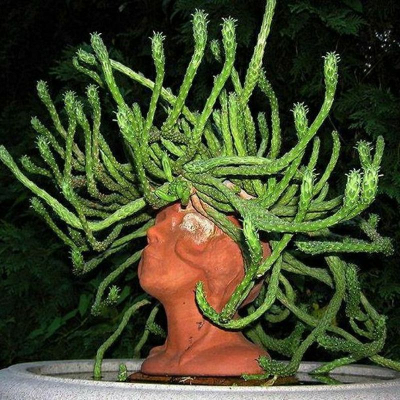 [TERBATAS] Kaktus Caput Medusa | Euphorbia flanaganii | Kaktus Sukulen Rare Item