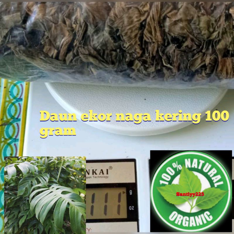 

Jual teh daun ekor naga 100gram