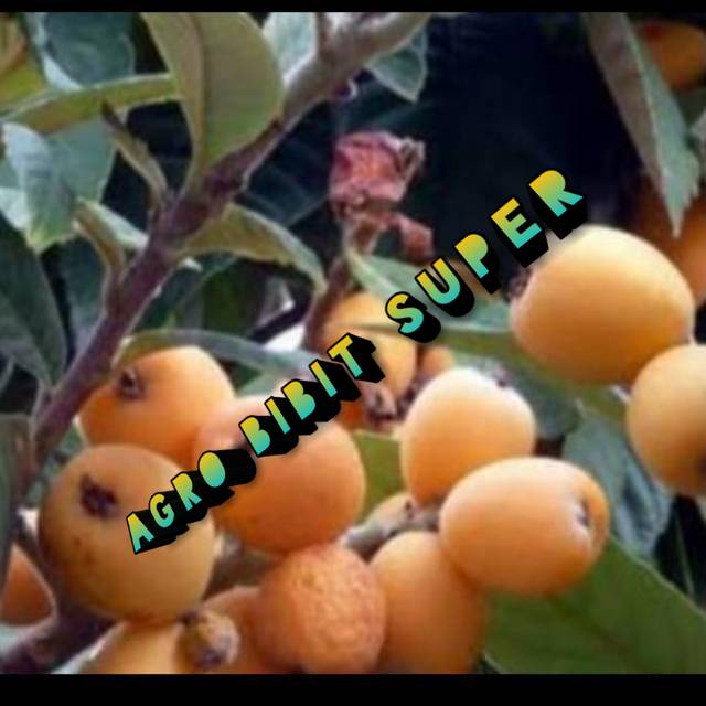 Bibit Leci Biwa Siap Berbuah