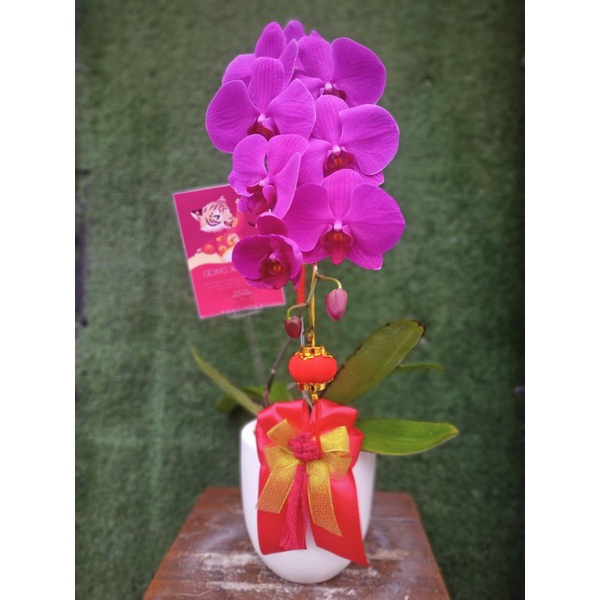 

Anggrek Bulan isi 1 / Hampers kekinian