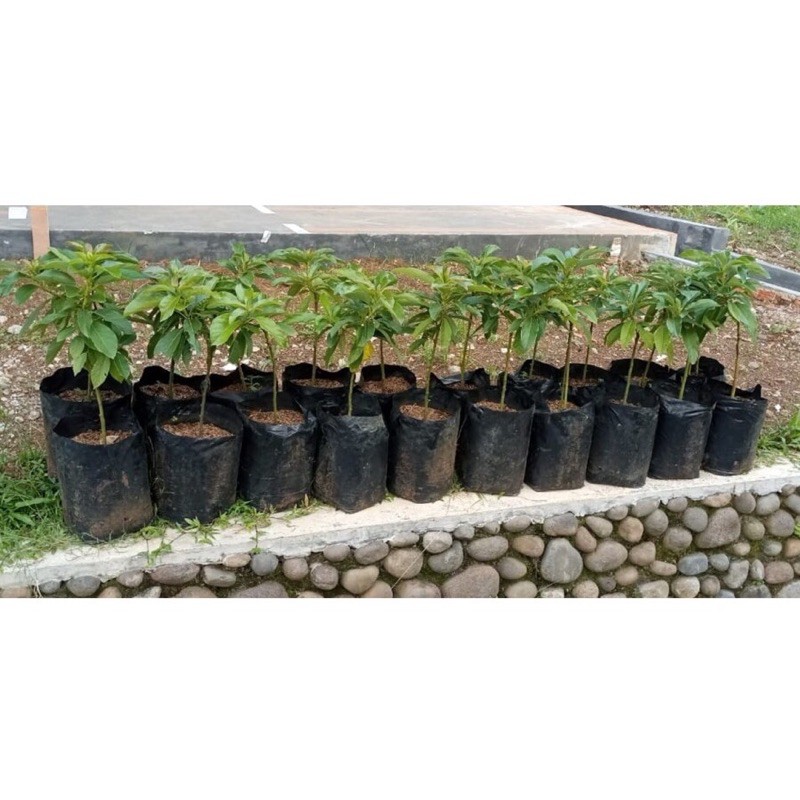 Paket Bibit Unggul Super Alpukat Mentega Varietas Miki (Isi 5 Bibit)