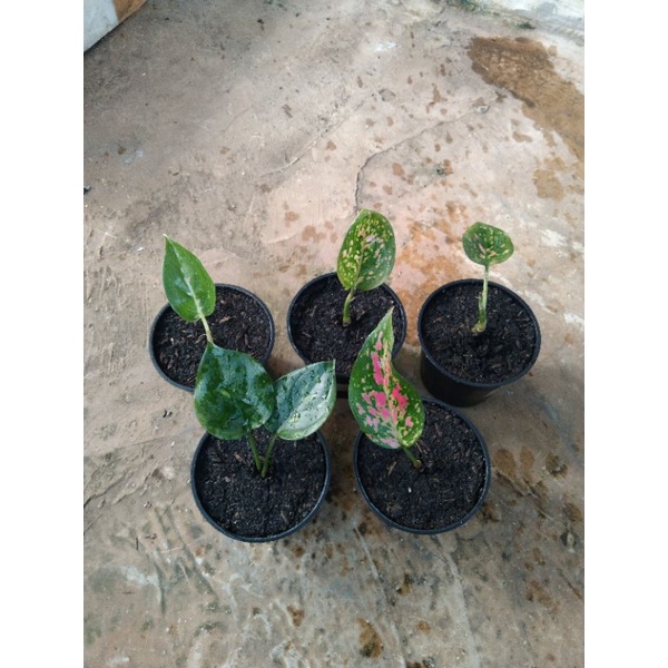 tanaman hias paket beby/anakkan aglonema