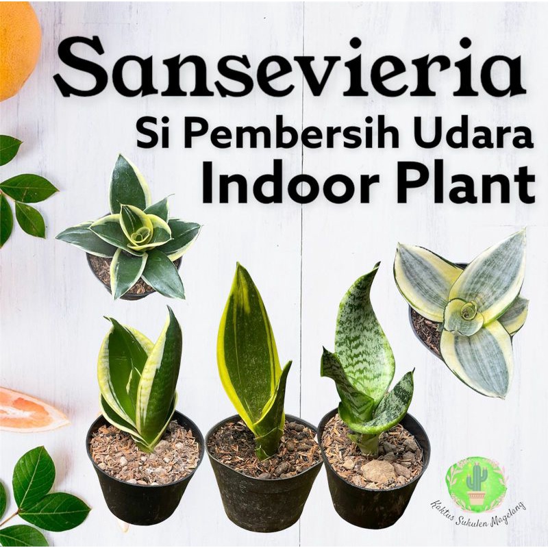 Sansevierria Si Pembersih Udara Indoor Plant