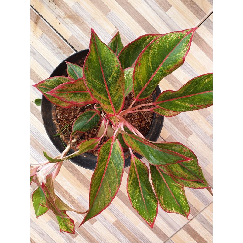 aglonema merah / bibir gincu / bunga aglonema