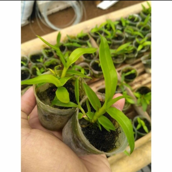 Seedling Anggrek Dendrobium Hybrid Blue Evil - Tanaman Hias Anggrek