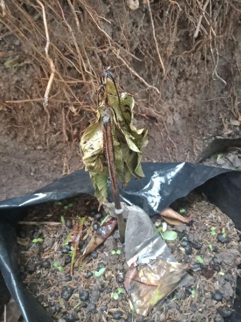 Bibit Jeruk Mandarin 400 Gram / Bibit