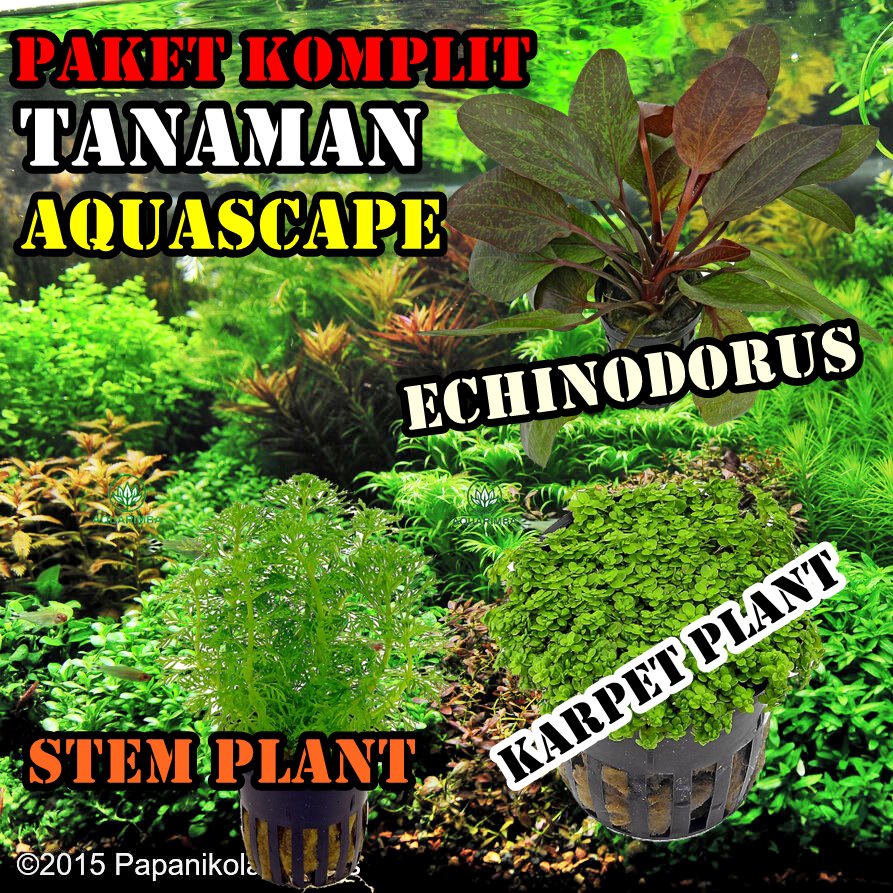 Paket Komplit Tanaman Aquascape ( Stem Karpet Echinodorus )