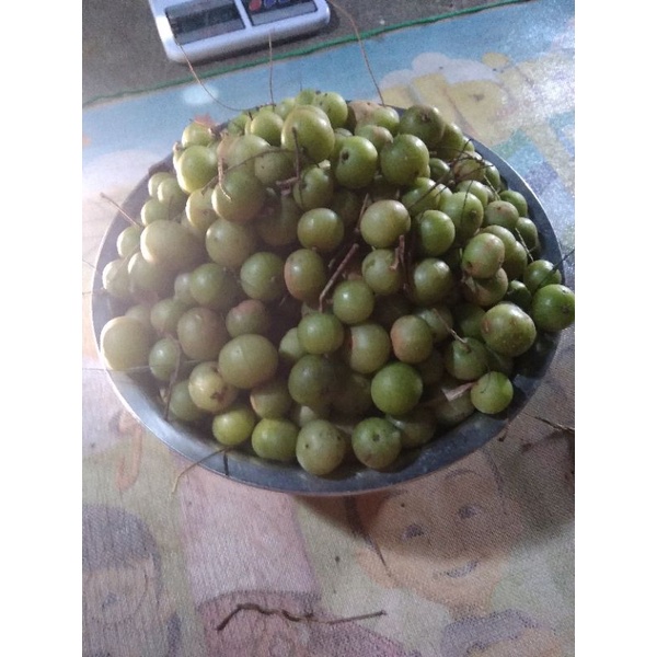 

Buah Malaka Amla Kemloko balakka fresh 1 kg
