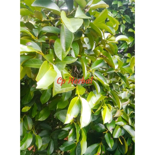 

daun manggis fres petik langsung saat order masuk 1kg