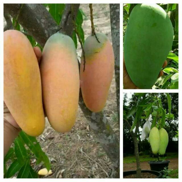 Bibit mangga chokanan.mahatir.kiojay