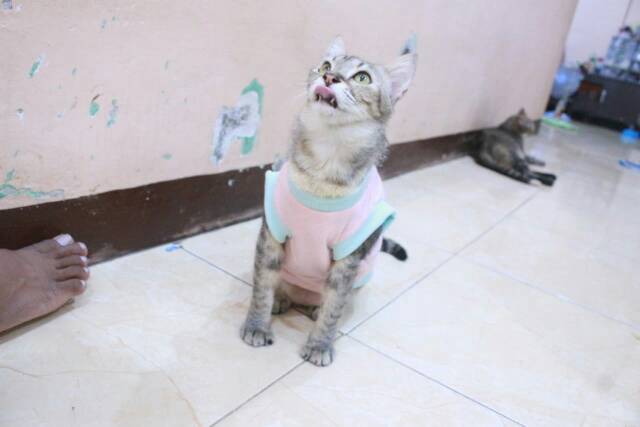 Kaos rumahan untuk kucing dan anjing warna pink / baju kucing murah size S M L XL