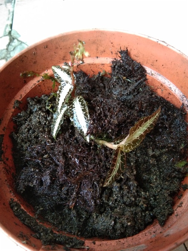 Jewel Orchid Nephelaphyllum Red Promo Bonus Pot