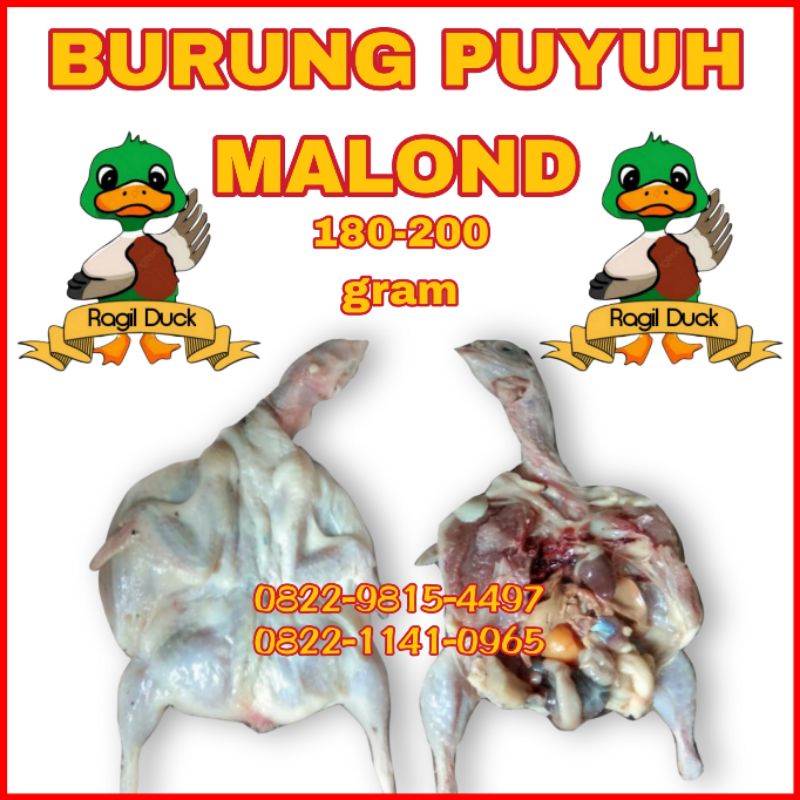 

BURUNG PUYUH MALOND 180-200gram