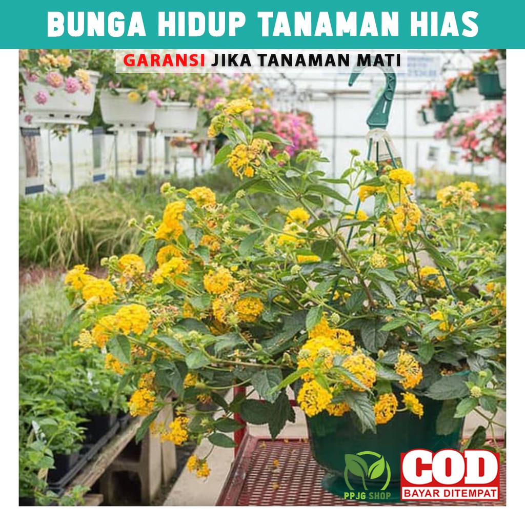 

Bunga Hidup Tanaman Hias Lantana Kuning Hiasan Taman