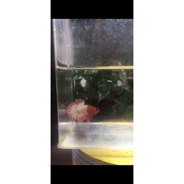 FCCP Orange head gen namtram