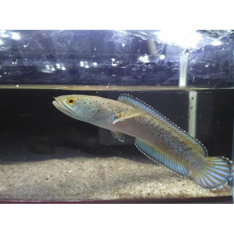 channa stewarti karbi