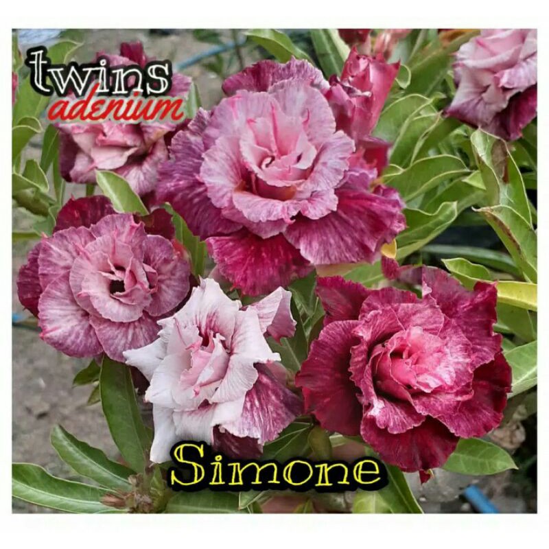 Adenium Jepang tumpuk Simone / kamboja Jepang tumpuk