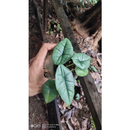 alocasia bisma