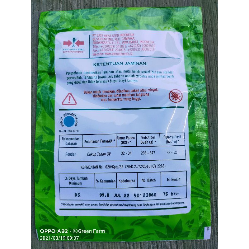 Onyong Anggun Tavi F1 Gambas / Onyong Hibrida Original