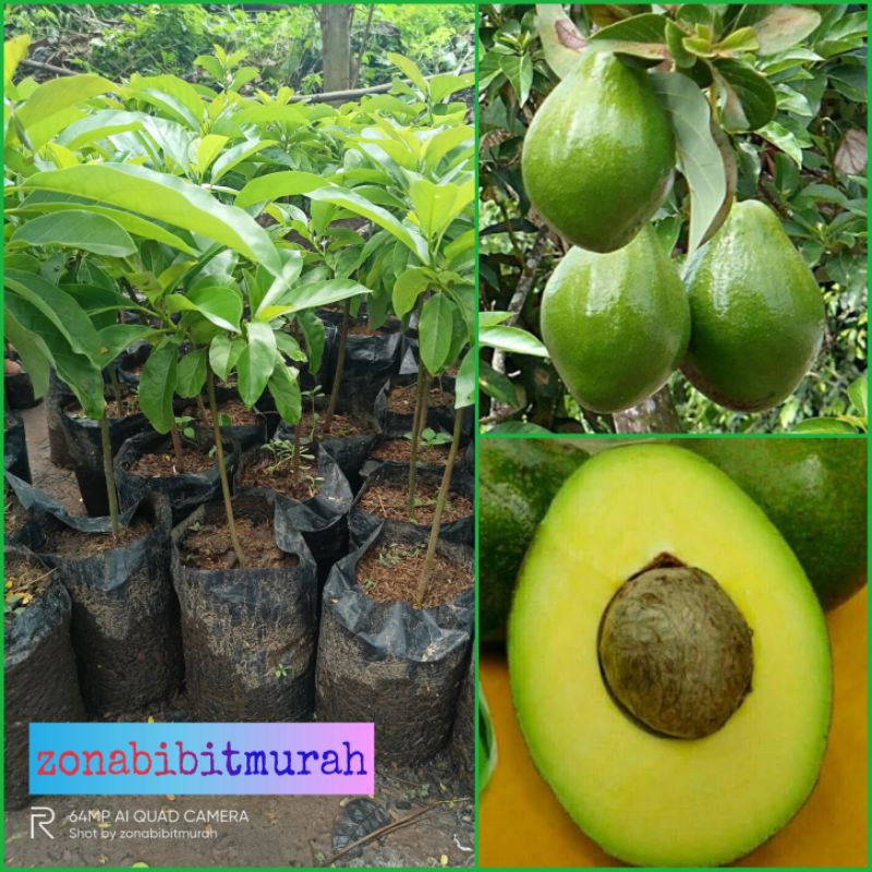 BIBIT ALPUKAT MIKI JUMBO. OKULASI