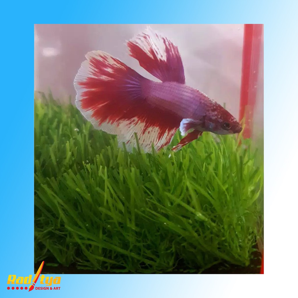 RDA Rumput Sintetis Aquarium 25mm Aquascape Termurah Ukuran 60 x 40 Cm dan 80 X 40 Cm