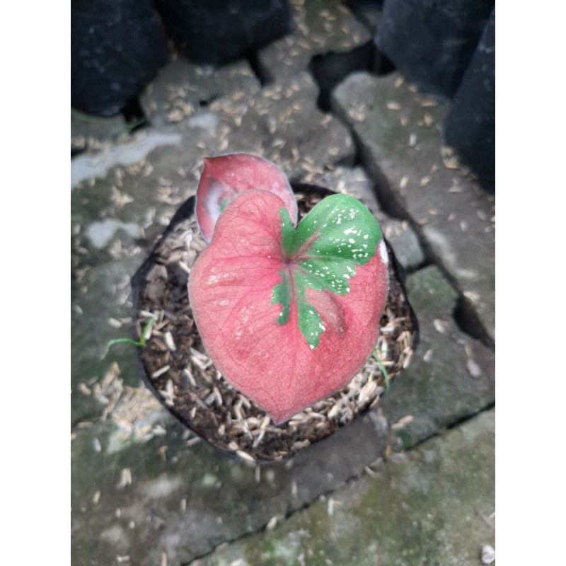 bunga keladi baret merah