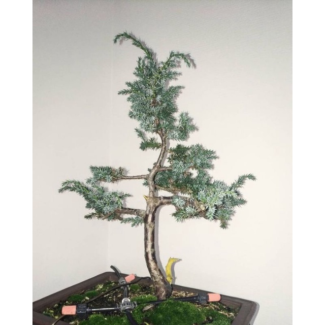 bibit bonsai Juniperus communis