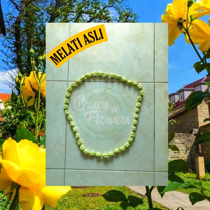 RONCEAN MELATI ASLI//FRESH( KALUNG )