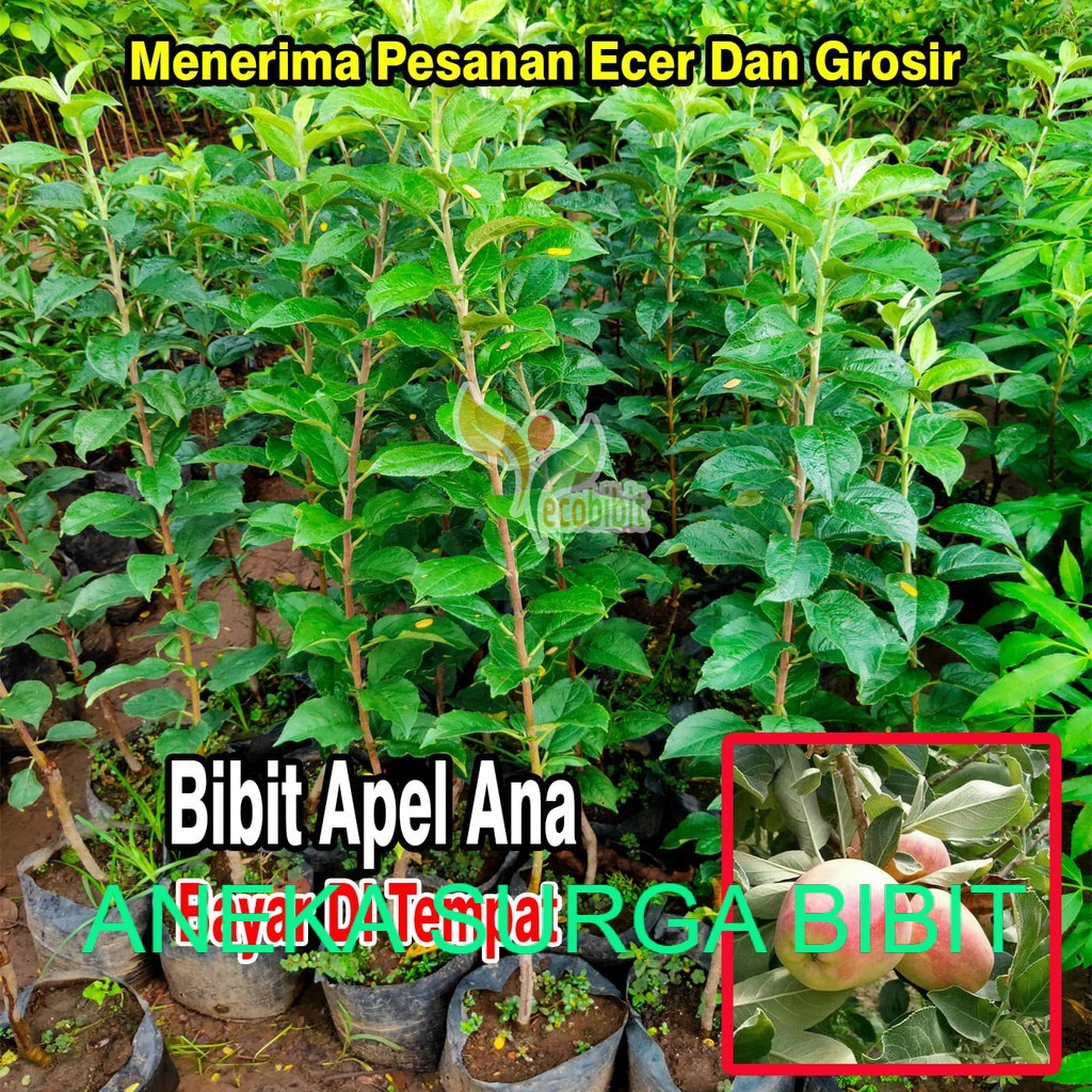 Bibit Apel Anna Merah Dataran Rendah