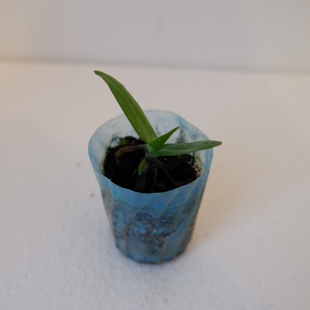 Anggrek Cattleya Seedling - Tanaman Hias