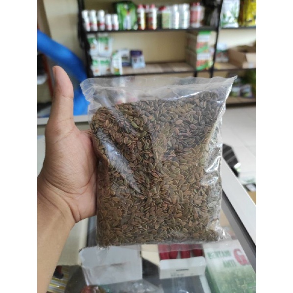 Biji Sengon Laut bibit albasia Benih sengon 1 Kg