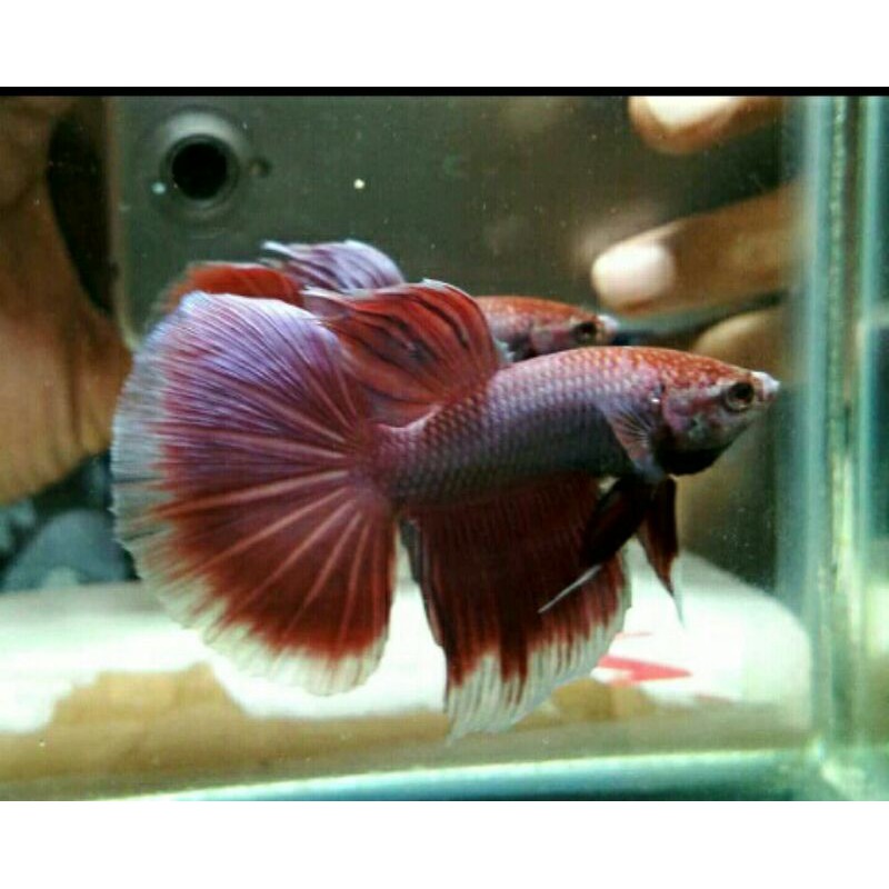 cupang halfmoon pink lavender/real pic 782