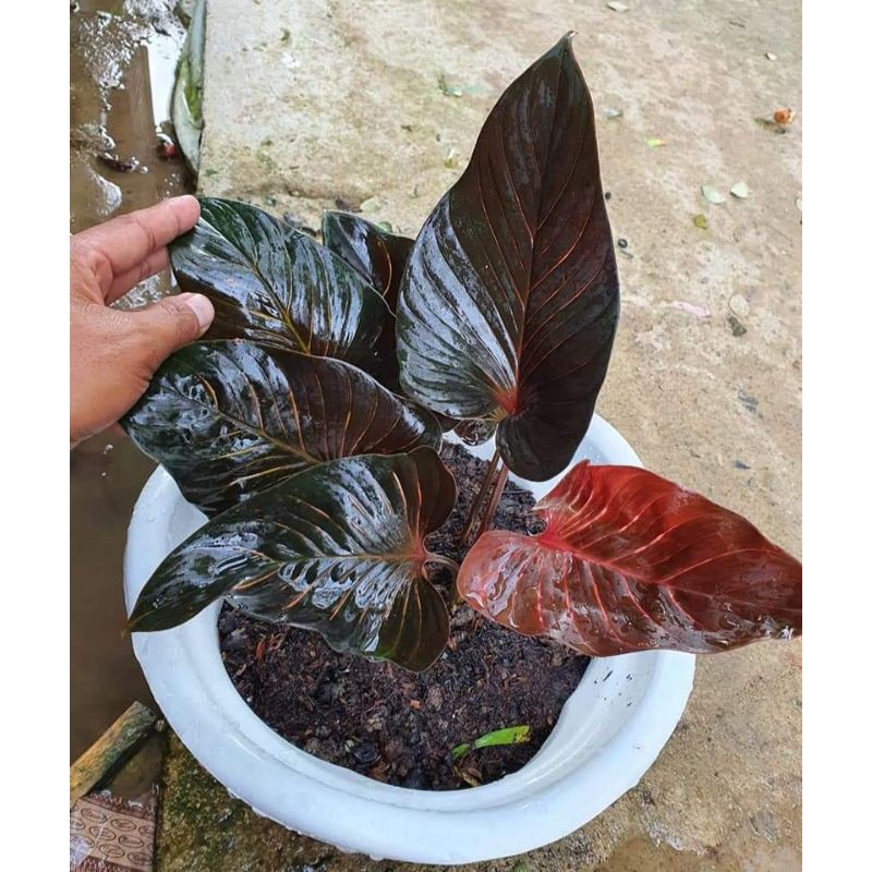 Homalomena black cardinal