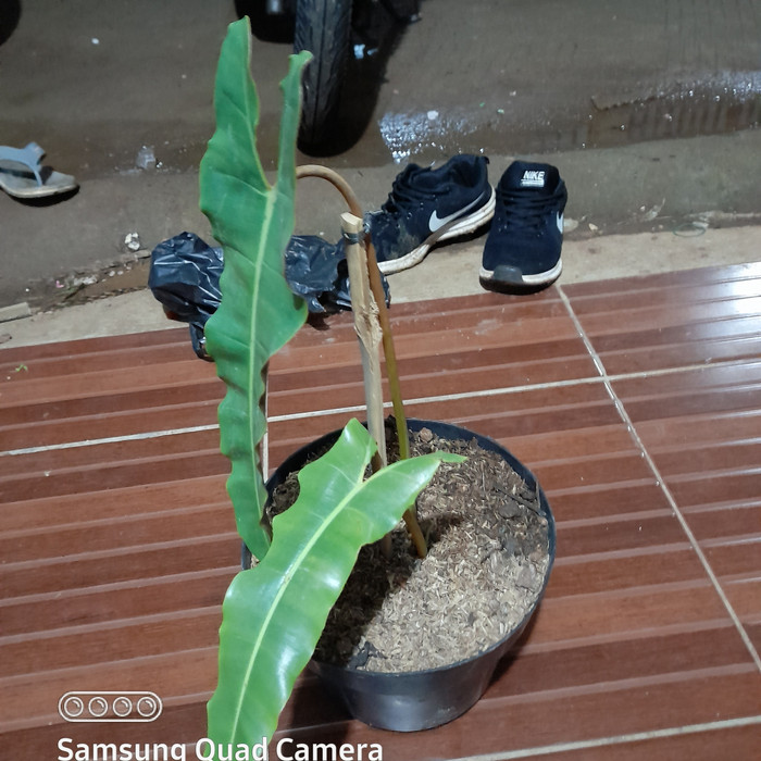 Tanaman philo billietiae x atabapoense kabel busi tanaman langka / From Pandalovers