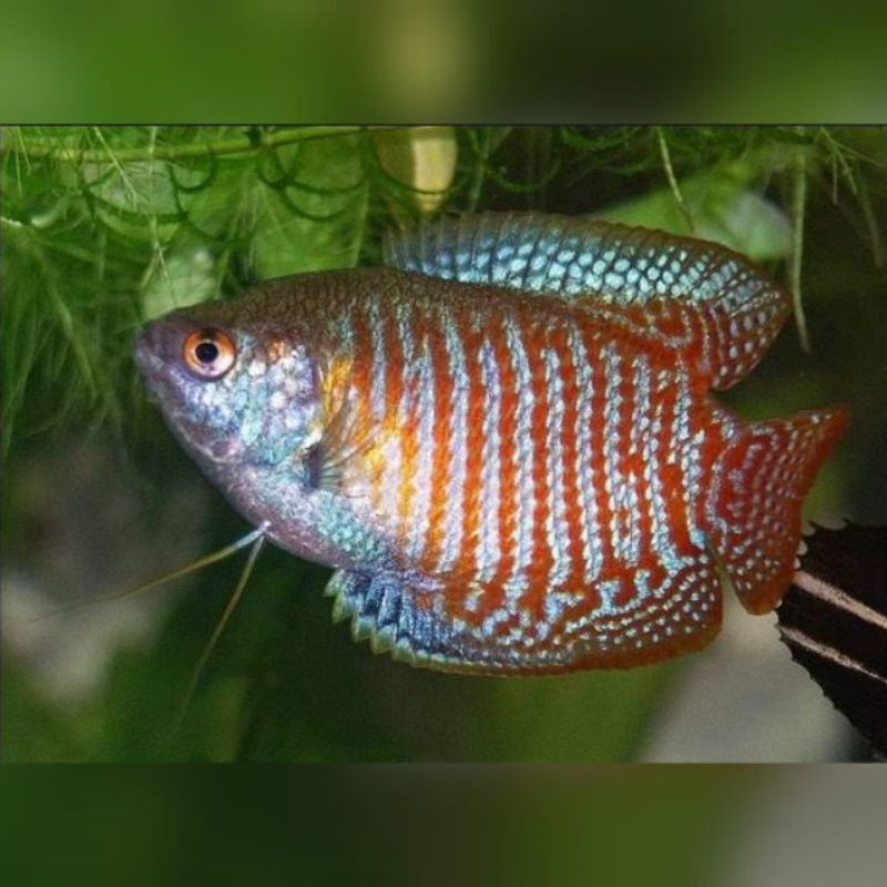 Ikan Hias Sepat Ralis