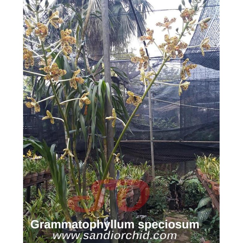 VU Grammatophyllum speciosum var. Papua ← ✹✯