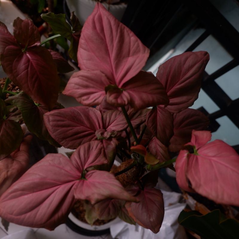 Syngonium pink perfection original / syngonium pink perfect ori 100%