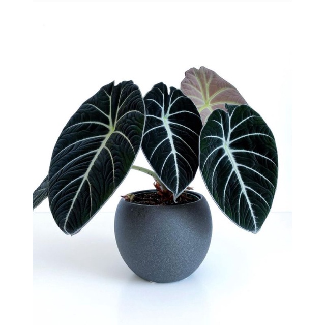 PROMO  Alocasia Black Velvet Remaja Mulus | Tanaman Hias Alocasia Black Velvet Remaja