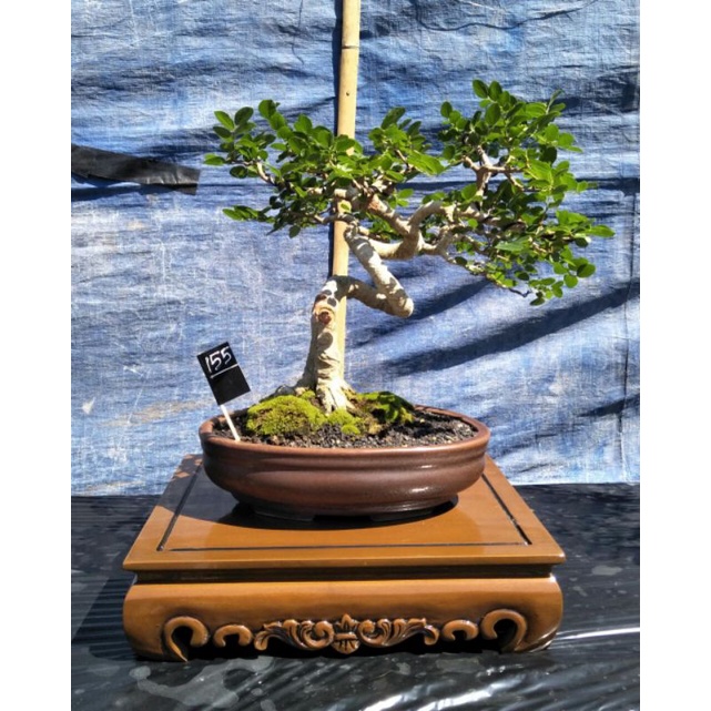 meja bonsai / tatakan pot bonsai 45x35
