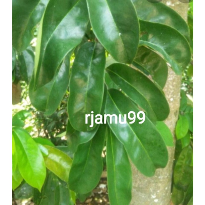 

Daun Sirsak segar 250