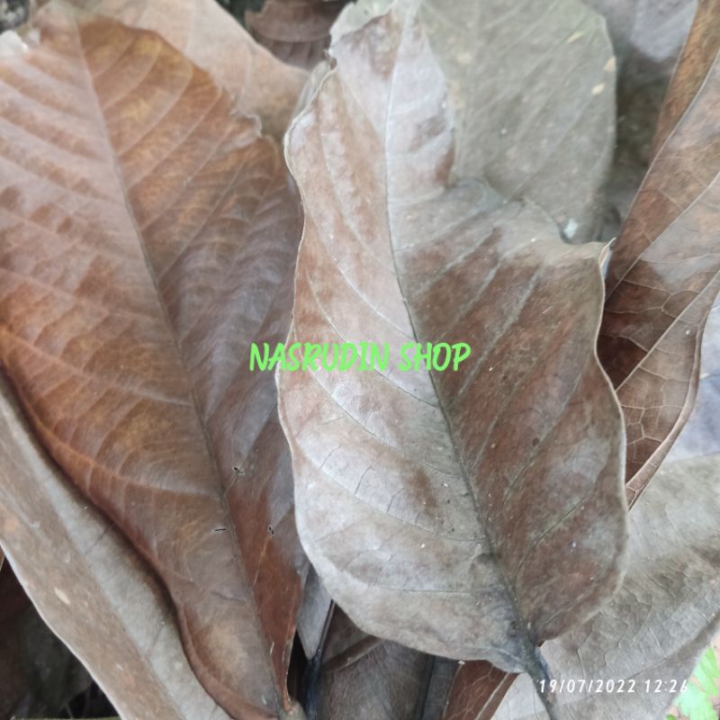 

[Fresh] DAUN KAKAO KERING 100 LEMBAR DAUN COKLAT KERING ALAMI DAUN BUAH COKLAT KAKAO KERING