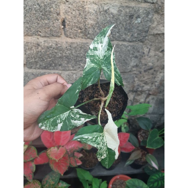 syngonium albo varigata/syngonium varigata/tanaman hias