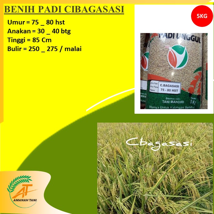 BENIH PADI UMUR GENJAH CIBAGASASI