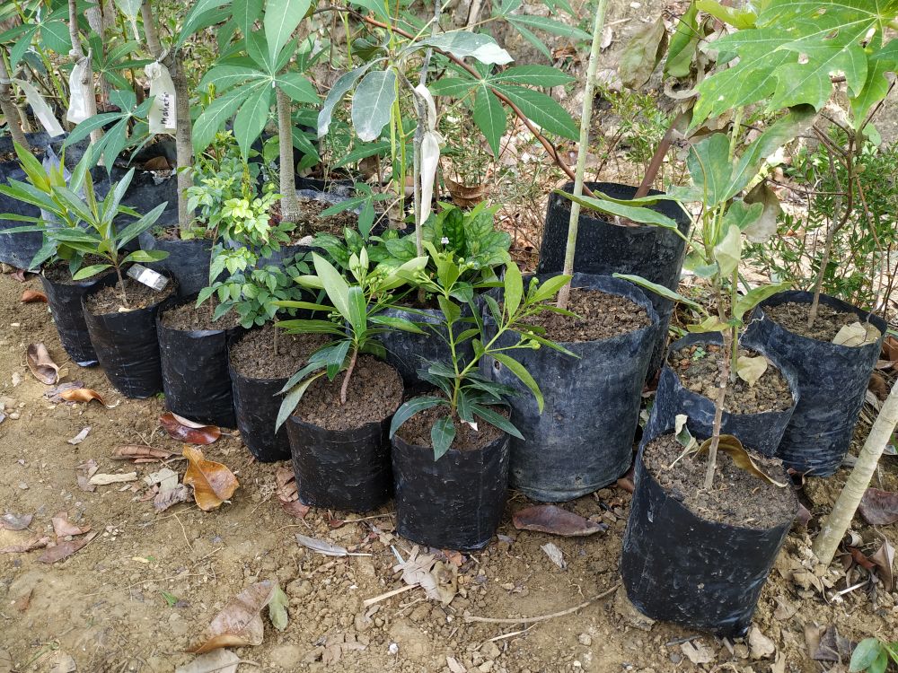 Xhantos Kuning 35-40cm