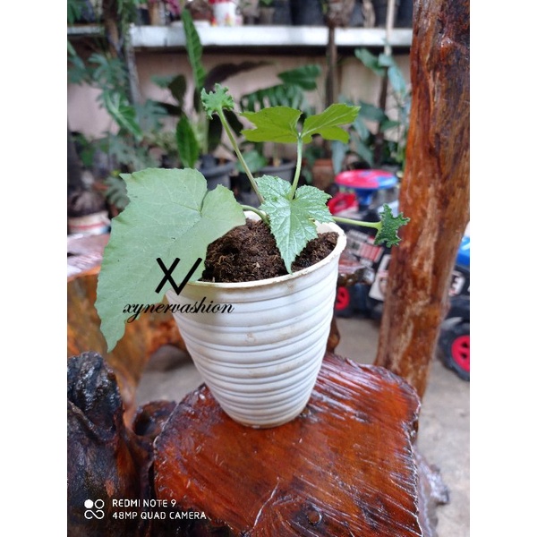 Anthurium Dorstenia Contrajerva Silver | Tanaman Hias Tusuk Konde Silver / Perak