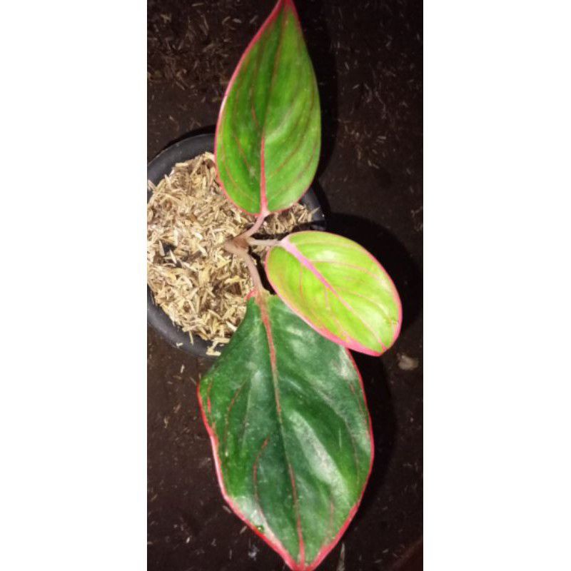 AGLONEMA KANZA REMAJA